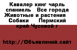 Кавалер кинг чарль спаниель - Все города Животные и растения » Собаки   . Пермский край,Чусовой г.